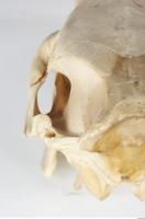 Skull Boar - Sus scrofa 0081